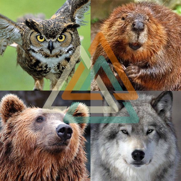 Jennifer Malisauskas Spirit Animal Team