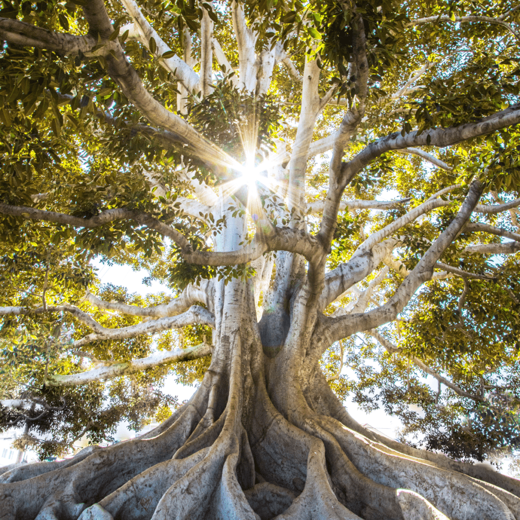 Sacred Shadow Work looking at theRoots Cause