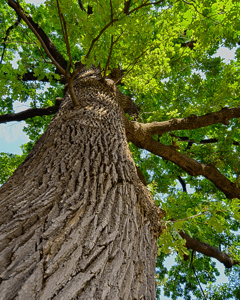 Upward view of a tall oak tree representling the inner gate process. starting at the root issue
