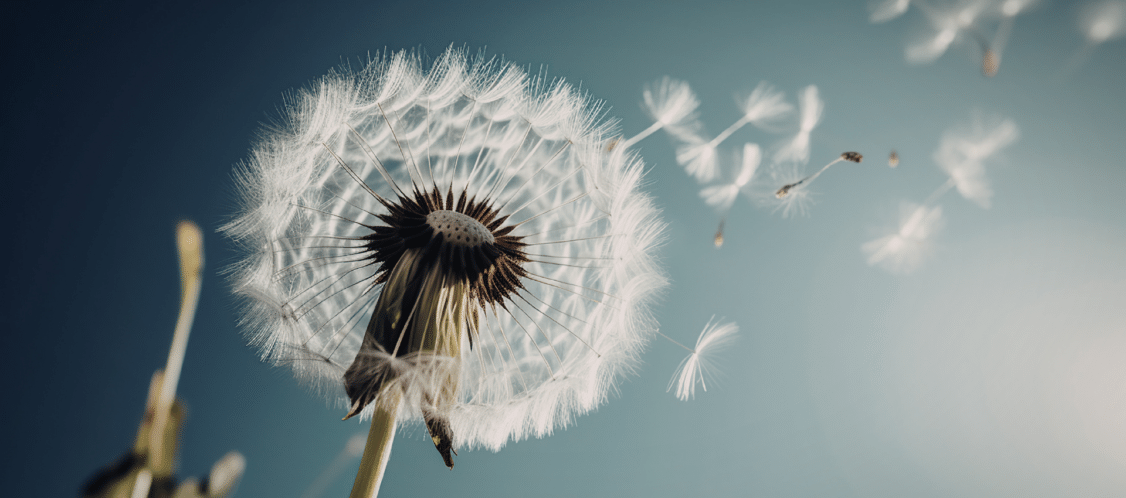 energetic trauma release